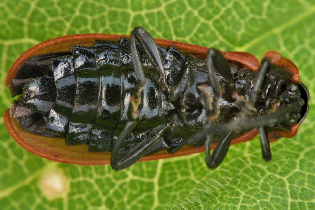 Lycidae:  Lygistopterus anorachilus?  Sì !